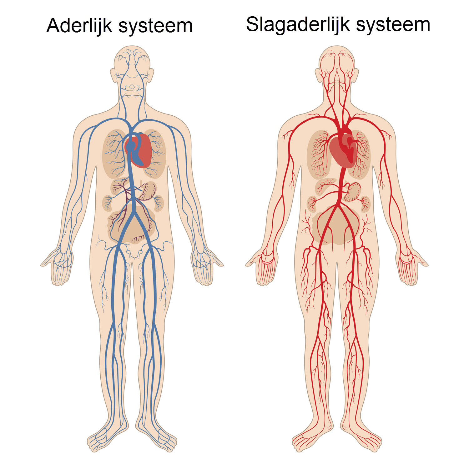 Anatomie Van De Aderen En Slagaderen Slingeland Ziekenhuis